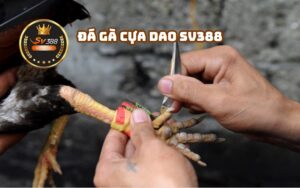 Đá Gà Cựa Dao SV388 - Sự Thăng Hoa Của Trò Chơi Truyền Thống Trong Thời Đại Số