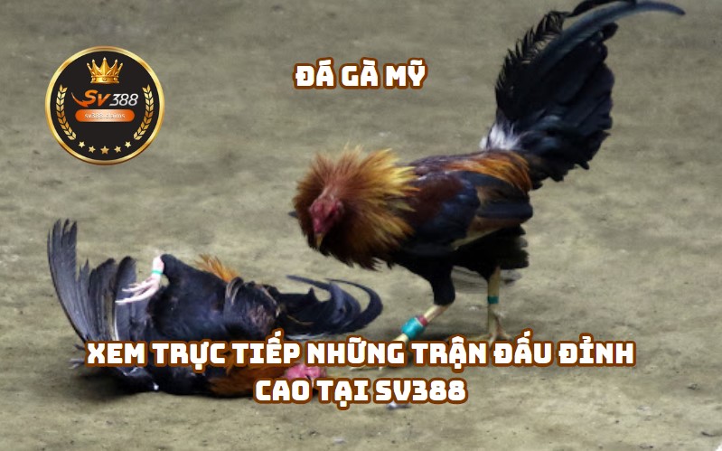 Đá gà Mỹ SV388 – Xem Trực Tiếp Những Trận Đấu Đỉnh Cao tại SV388