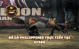 Đá Gà Philippines SV388 - Sân chơi Đá Gà Trực Tiếp Hot nhất Việt Nam