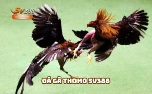 Đá Gà Thomo SV388 – Thế Giới Đá Gà Online Hấp Dẫn Nhất