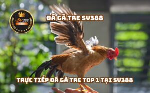Đá Gà Tre SV388: Trải Nghiệm Đỉnh Cao Cùng Nhà Cái Hàng Đầu