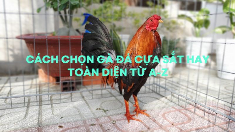 Bí quyết vàng: Cách chọn gà đá cựa sắt hay toàn diện từ a-z