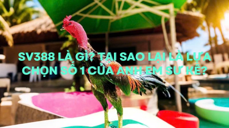 Sv388 là gì? Tại sao lại là lựa chọn số 1 của anh em sư kê?